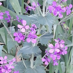 Fleurs monnaie du pape