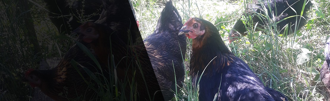 Poules pondeuses